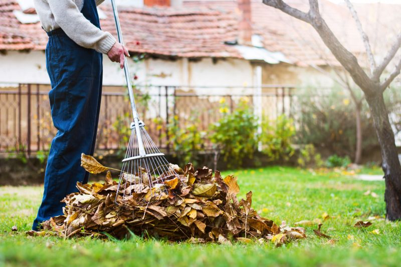 Clean Yard with Fallen Leaves