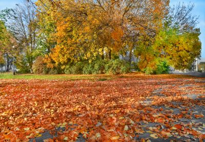 Mulched Leaf Bed