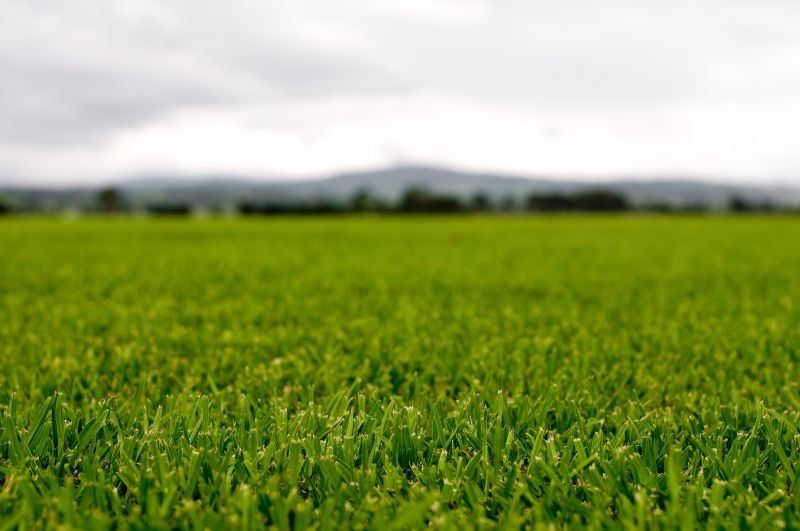 Healthy Lawn After Fertilizing