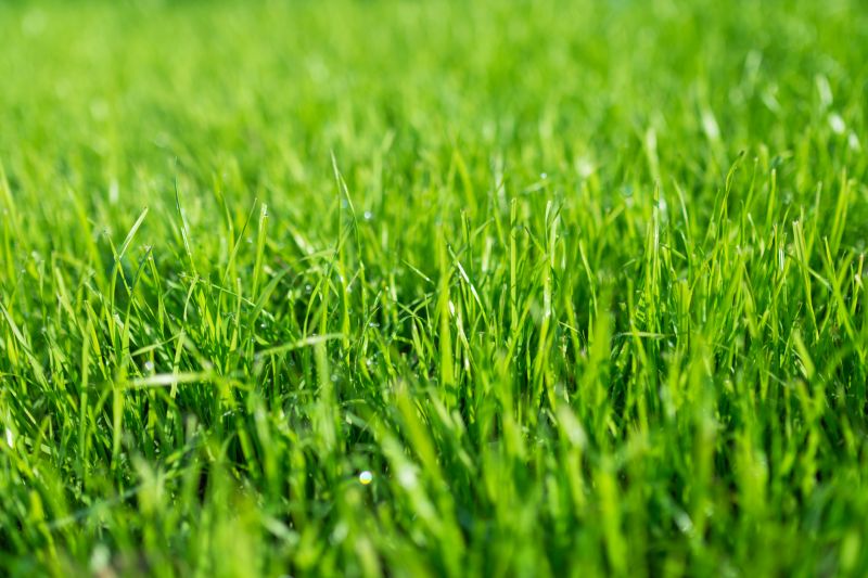 Healthy, Green Turf
